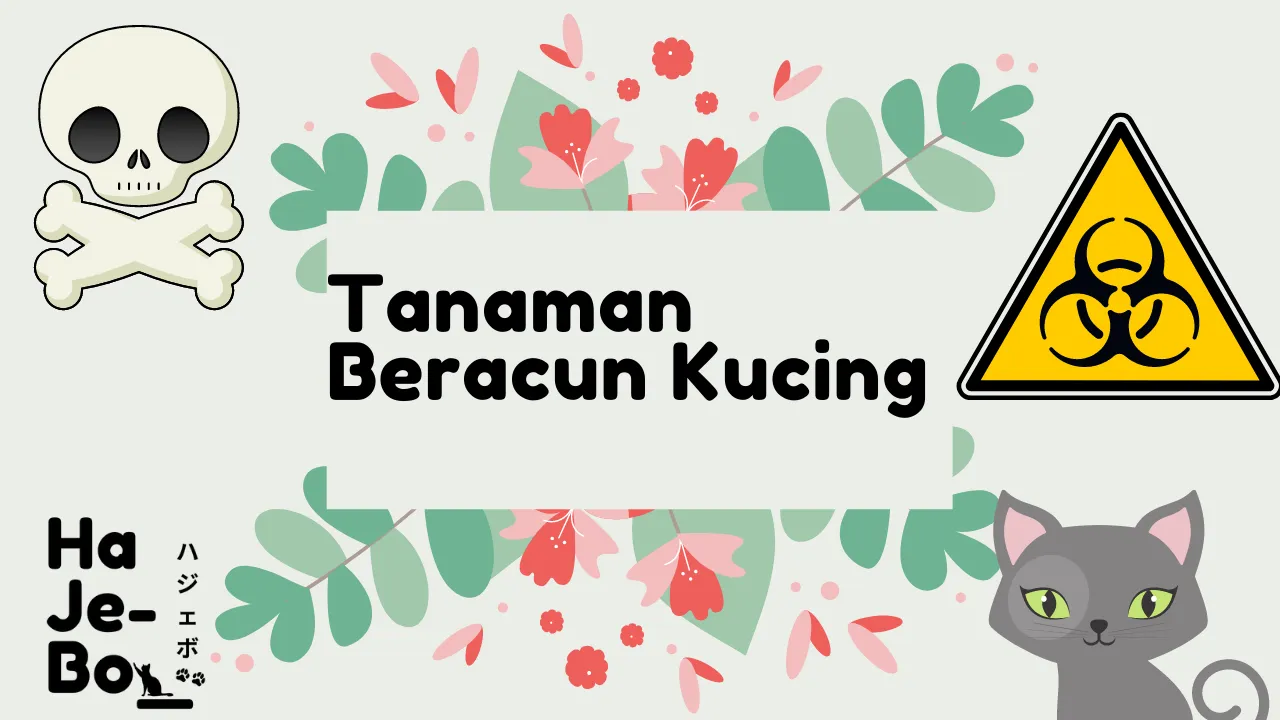 tanaman beracun bagi kucing