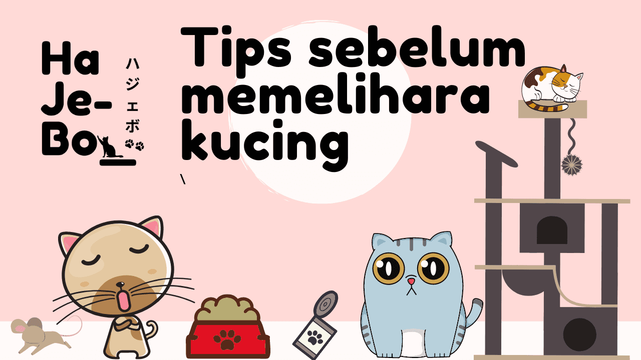 Hal-Hal yang Perlu Diketahui Sebelum Adopsi Kucing