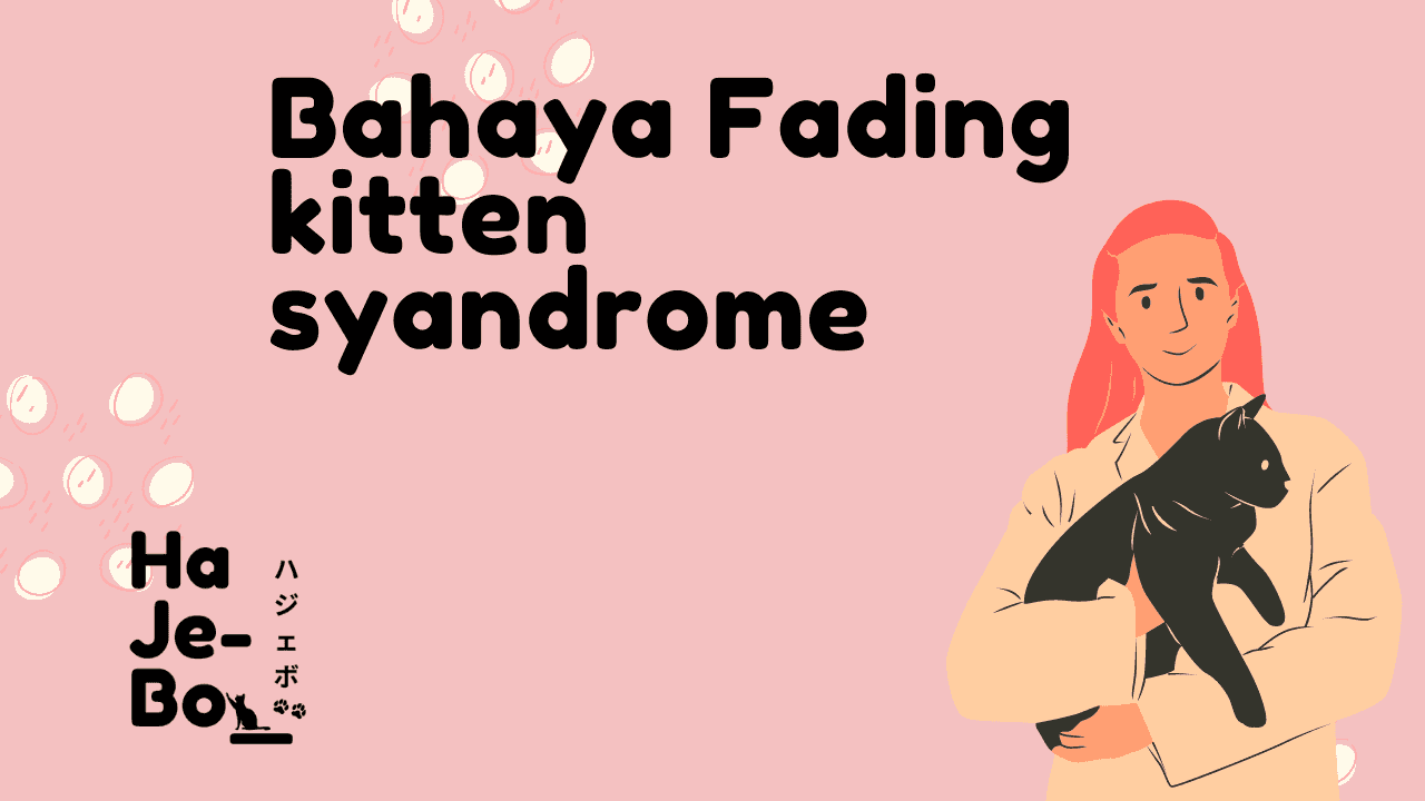 Bahaya Fading kitten syndrome pada kucing