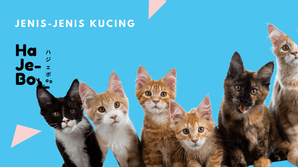 jenis kucing jenis kucing